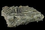 Plate Of Belemnite Fossils - England #131981-2